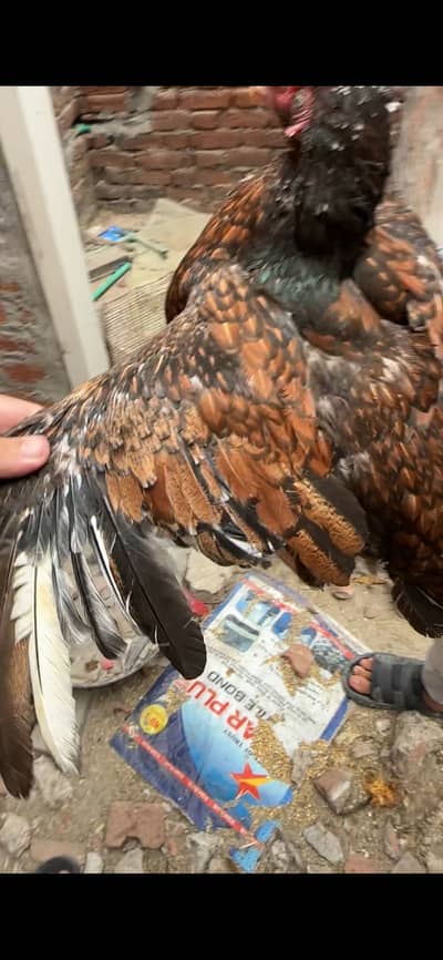 Aseel old blood line