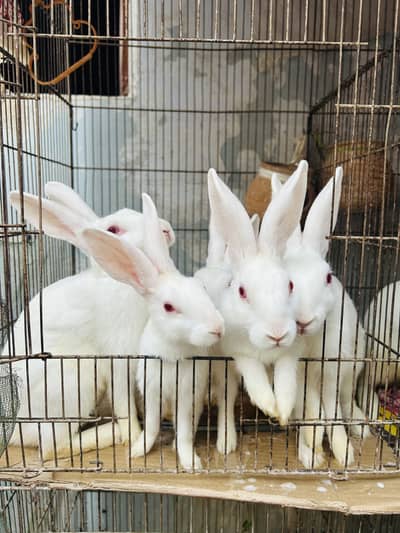 Rabbits in Karachi
