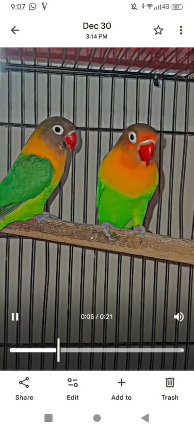 love birds gr mn shoqya rkhna ke lea