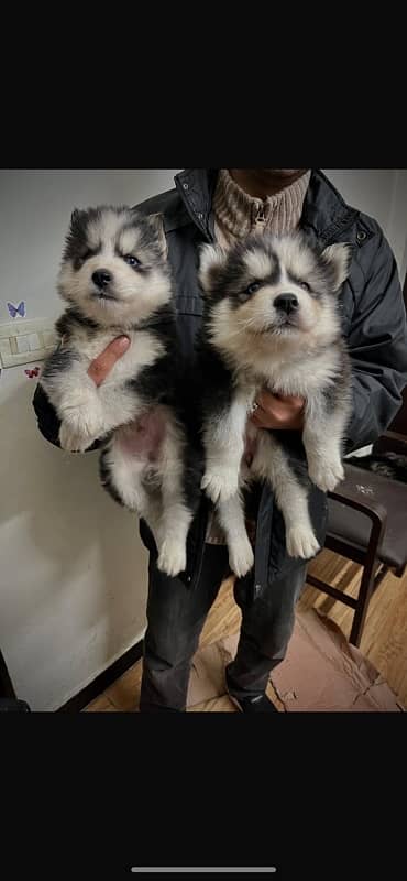 Siberian husky puppies male female wooly coat blue eyes