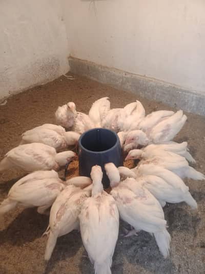 paper white aseel 03165505527