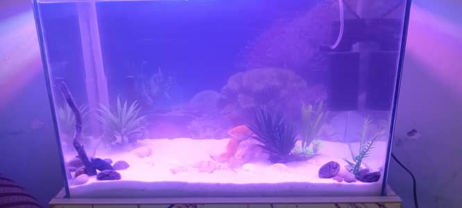Best Aquarium 25 inchess