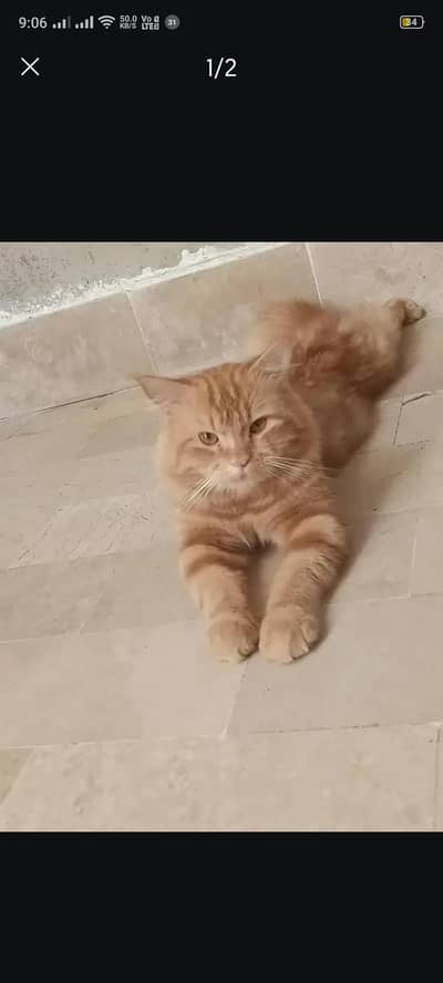 Persian Male cat