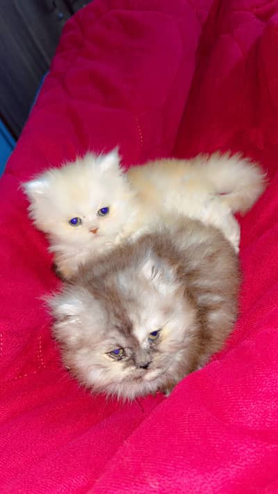 Persian triple coated punch face kitten available for sale