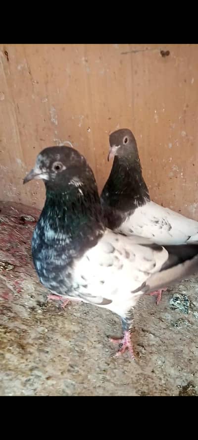 rampuri pear quality blood line