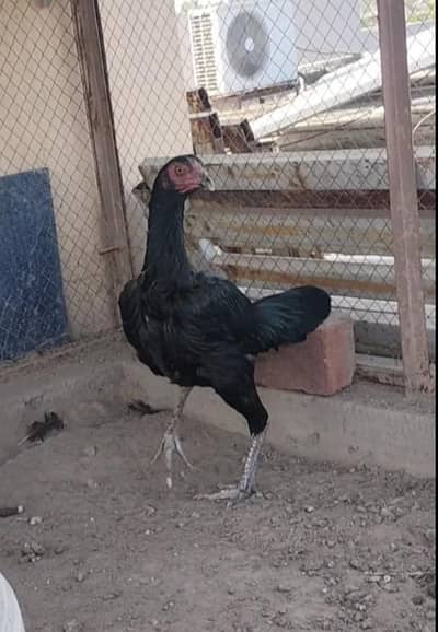 High Quality Aseel Pathi