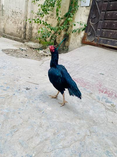 High quality mushkil Madi for sale urgent