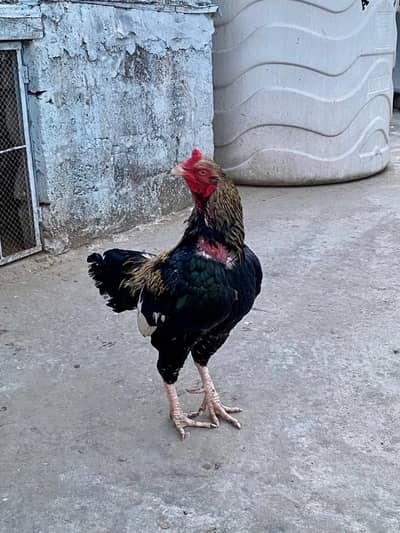 Heera pair 14000k breeder and Jawa pair 11k