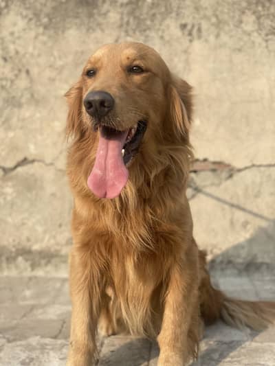 Golden retriever pedigree male available for sale