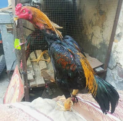 Turkish hint  vaitman