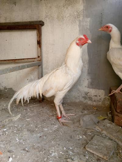 Heera Pair Ready to Breed