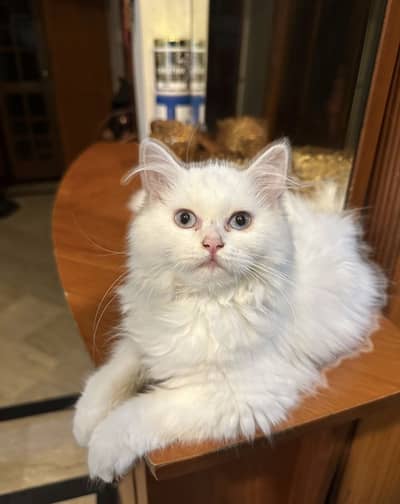 White Persian Cats for Sale – Blue Eyes | Only for Loving Families