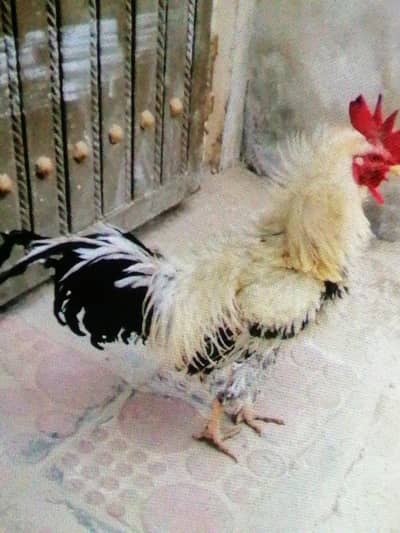 Frizzle Cock