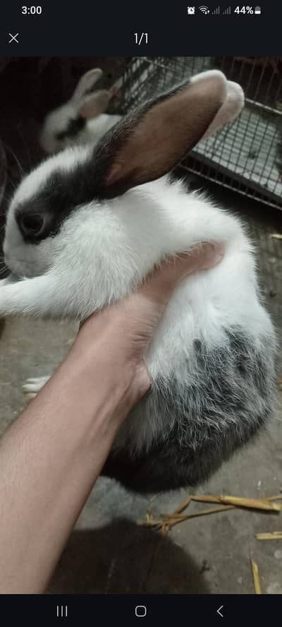 Black And White Rabbits With Browm and Grey Eyes