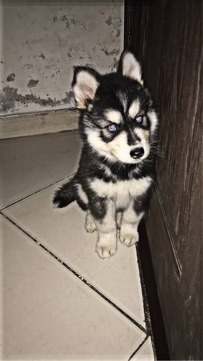 Siberian husky puppies male female both available wooly coat blue eyes