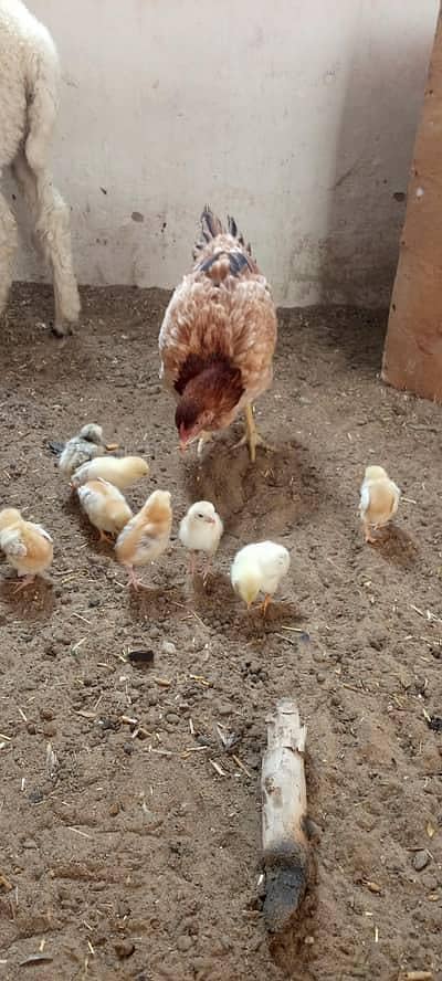 Aseel Murghi 5 Bacho K Sath 6500 me