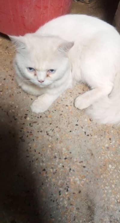 Pair of persian cats(male and female) white color