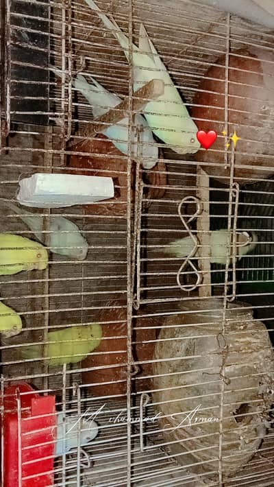 budgies breeder pair