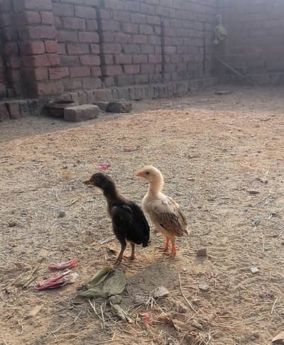 1450|| thai cross aseel chicks pair