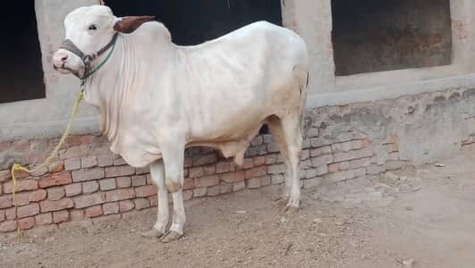 ghulabi bachra for sale