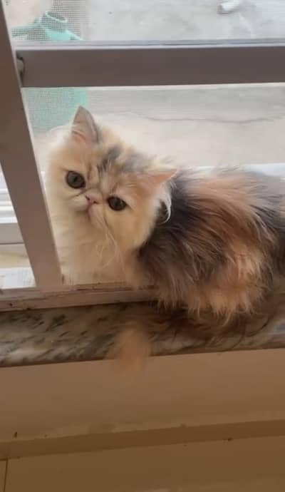 Calico Peke Face Kitten Cat Peki Female Liter Trained