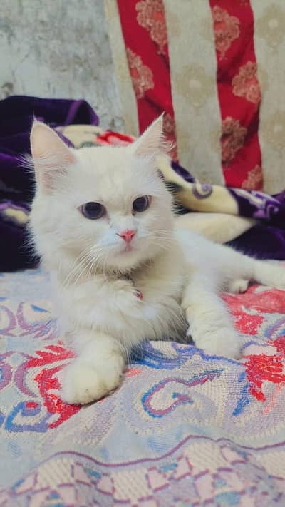 baby kittens want to sale