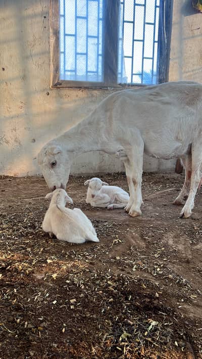 Teddy female without kids