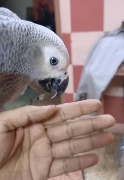 KASHMIRI RAW & AFRICAN GREY CANGO