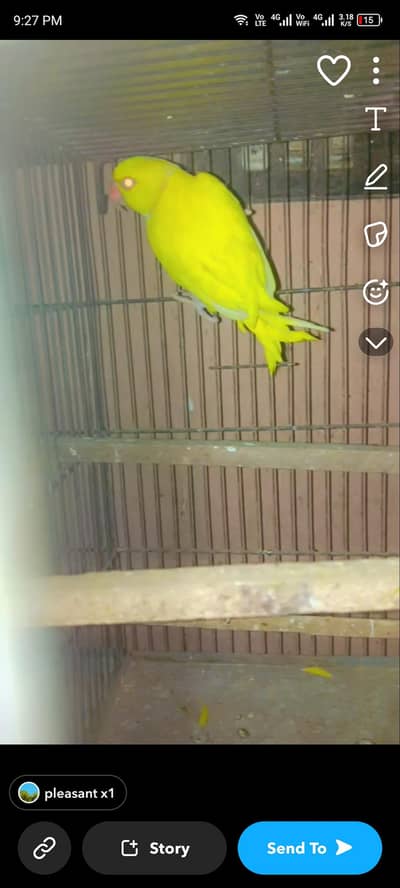 yellow ringneck male