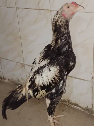 Beat Quality Aseel java murga six month