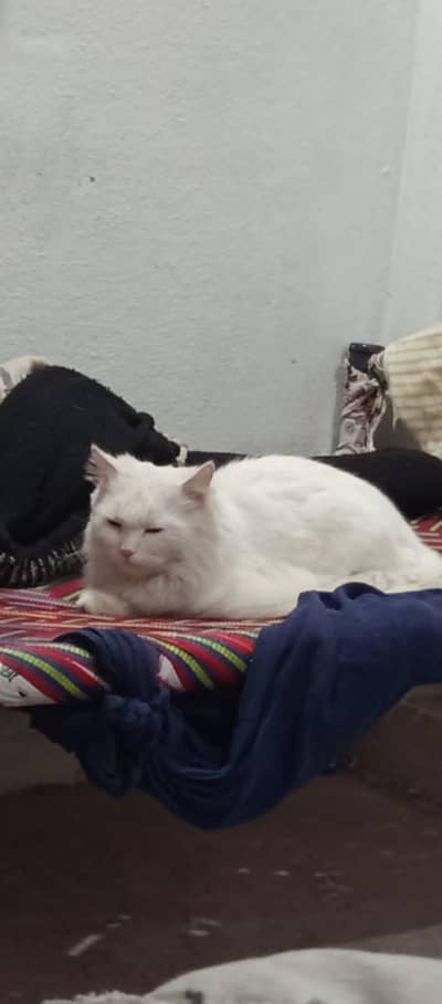 Persian cat odd eyes