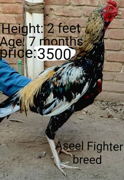 Aseel roasters available.