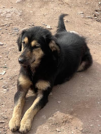 Breeder bakarwal female