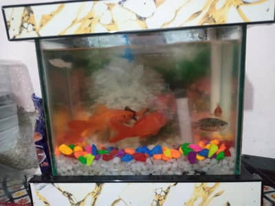 Aquarium with oxygen tank