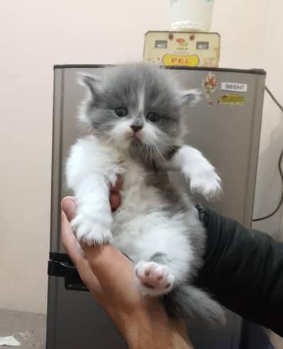 kitten - Punch face - Kittens persian cat - cute tripple - fluffy kity
