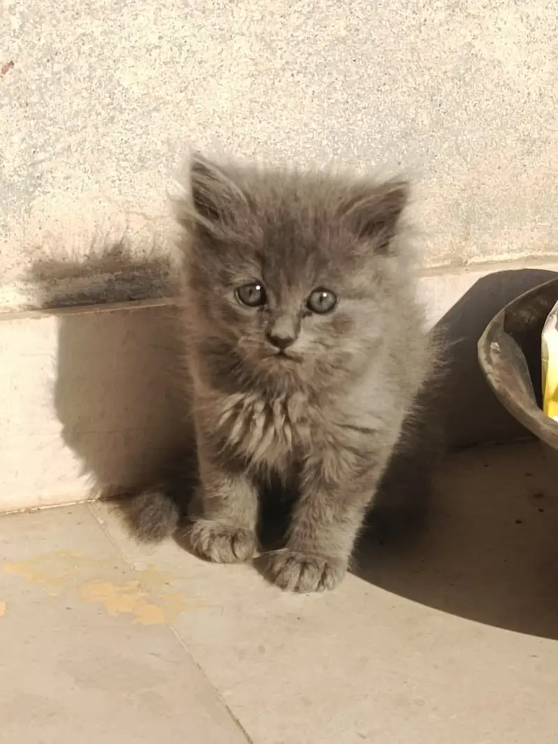 kitten - Punch face - Kittens persian cat - cute tripple - fluffy kity — photo 2