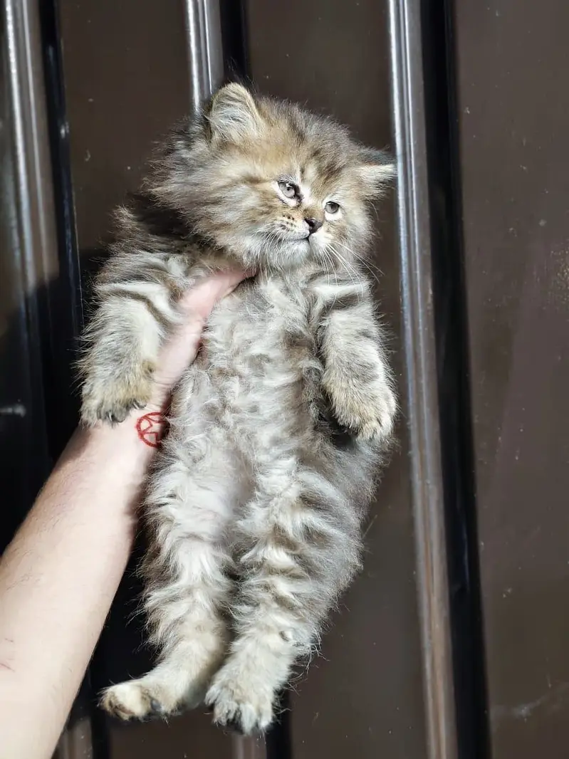 kitten - Punch face - Kittens persian cat - cute tripple - fluffy kity — photo 3