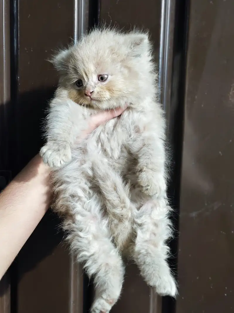 kitten - Punch face - Kittens persian cat - cute tripple - fluffy kity — photo 4