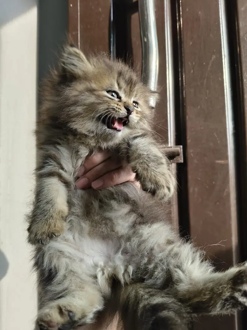 kitten - Punch face - Kittens persian cat - cute tripple - fluffy kity — photo 5
