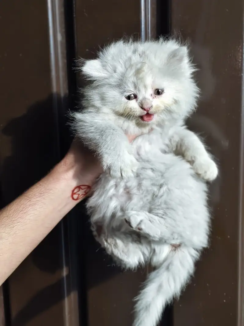 kitten - Punch face - Kittens persian cat - cute tripple - fluffy kity — photo 6
