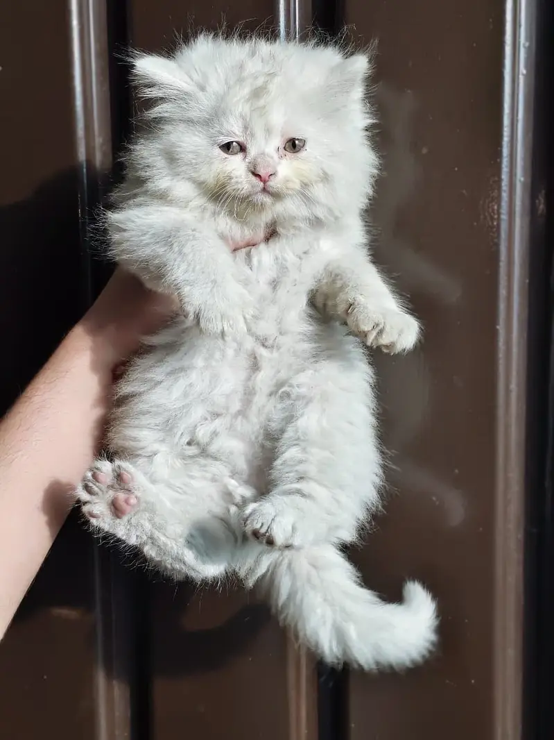 kitten - Punch face - Kittens persian cat - cute tripple - fluffy kity — photo 7