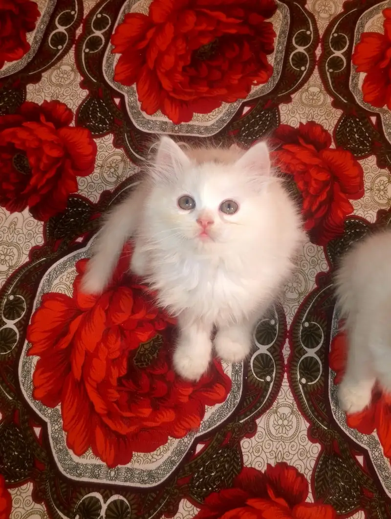 kitten - Punch face - Kittens persian cat - cute tripple - fluffy kity — photo 8