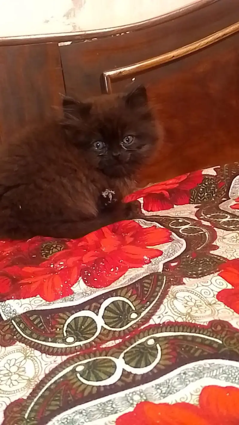 kitten - Punch face - Kittens persian cat - cute tripple - fluffy kity — photo 9