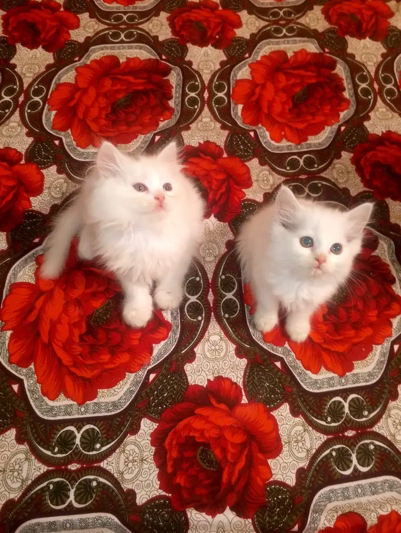 kitten - Punch face - Kittens persian cat - cute tripple - fluffy kity — photo 10