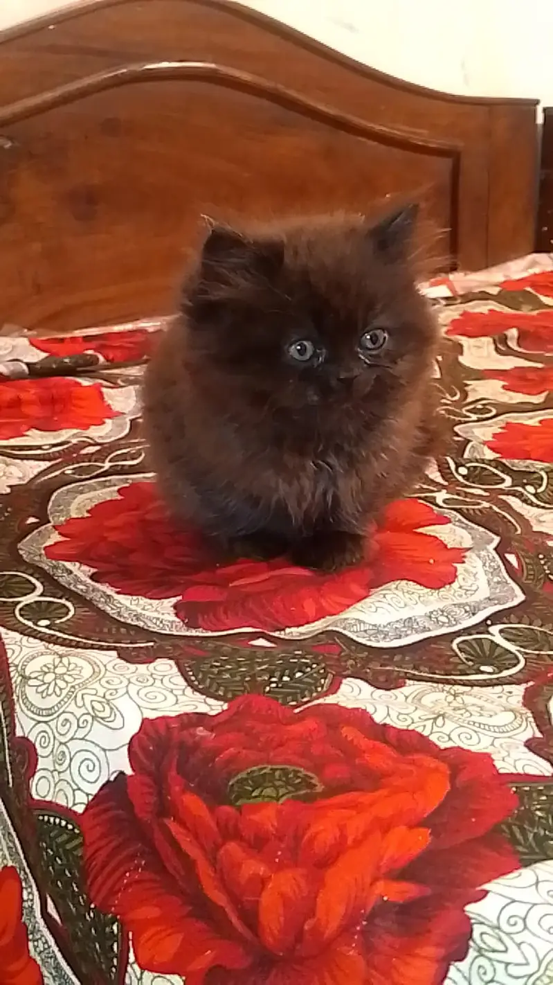 kitten - Punch face - Kittens persian cat - cute tripple - fluffy kity — photo 11