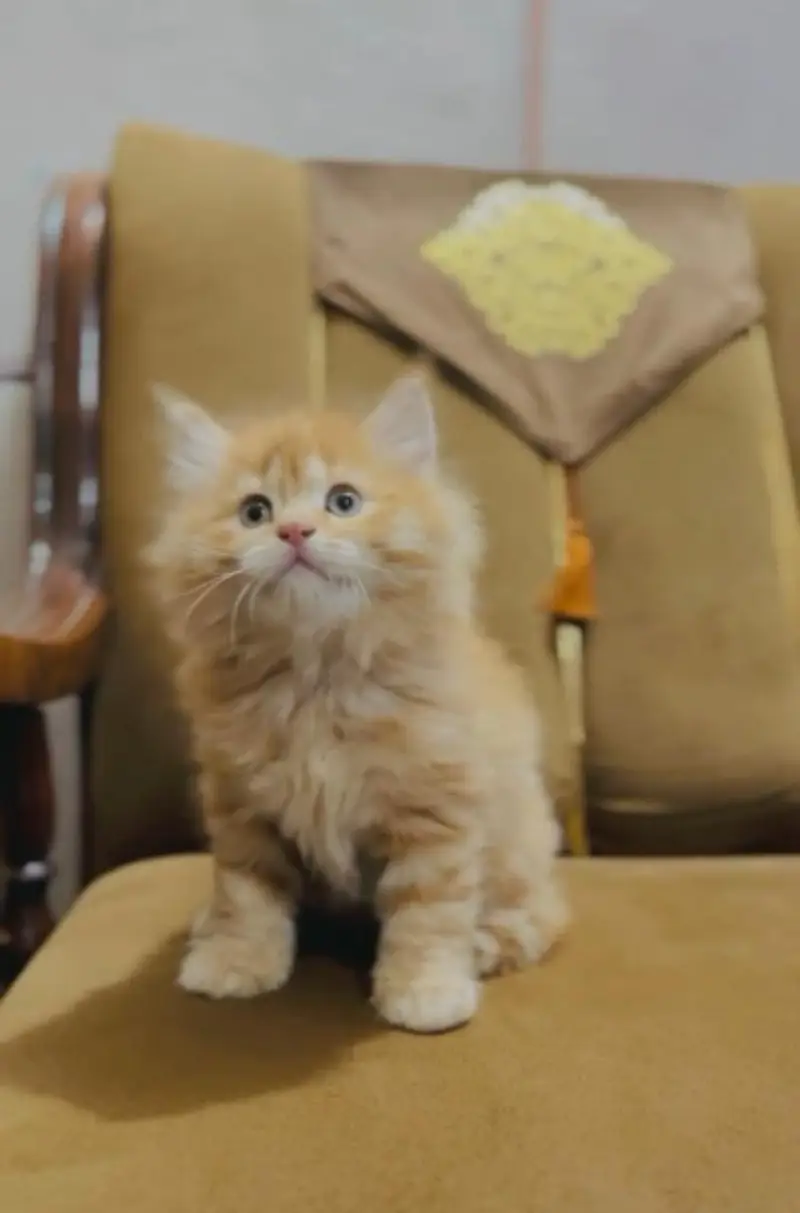 kitten - Punch face - Kittens persian cat - cute tripple - fluffy kity — photo 12