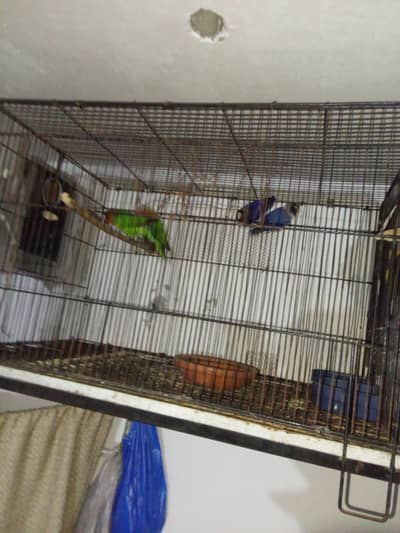 parrots selling
