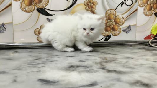 near to peki cats for sale serious person rabta kary