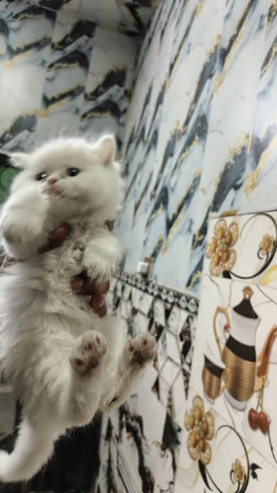 near to peki cats for sale serious person rabta kary