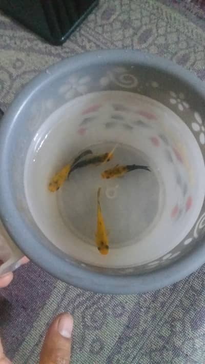molly fish hai age 10 month bilkul active fish hain